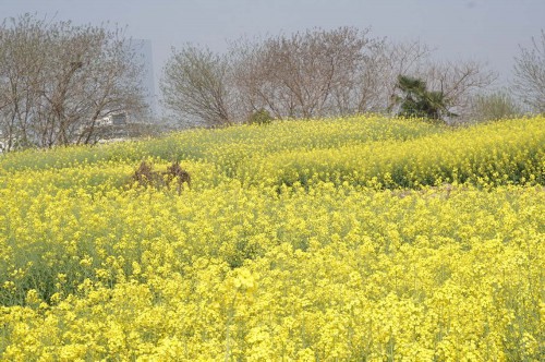 油菜花