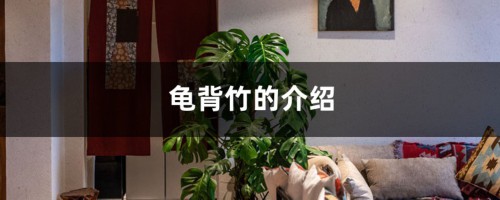 龟背竹的介绍，龟背竹的花语