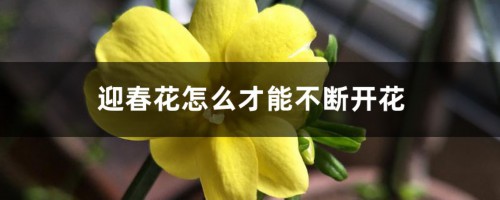 迎春花怎么才能不断开花